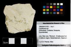 Foto (Objekt + Etiketten) von Cyclothyreus sp. 